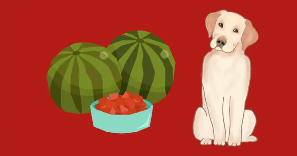 How to Feed A Labrador Watermelon?