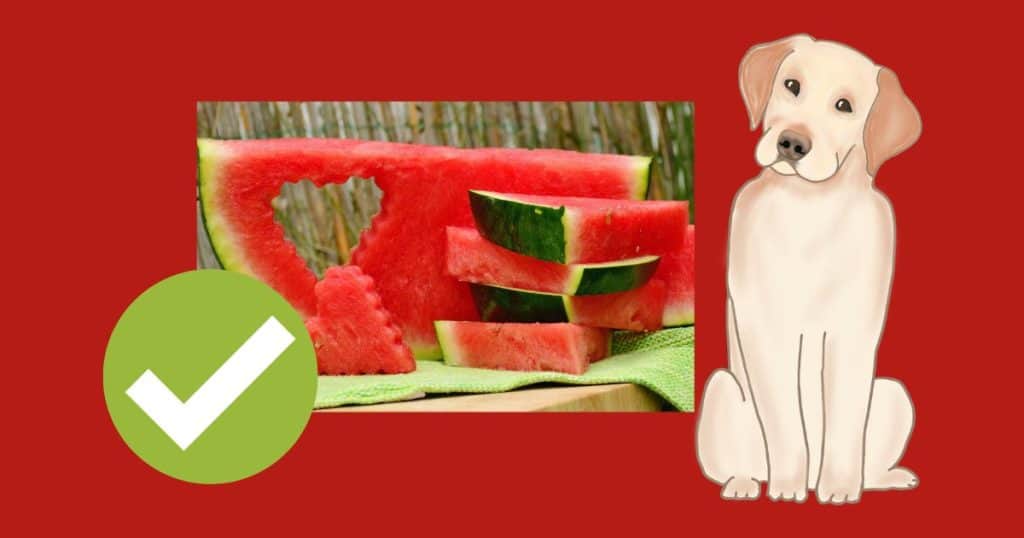 Is Watermelon Safe for Labradors?