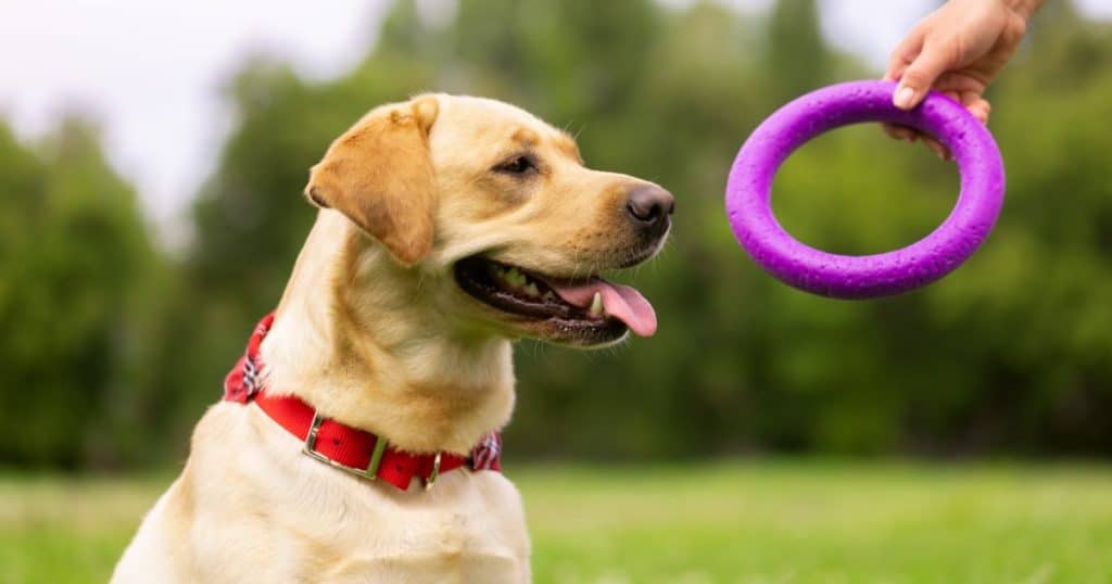 Labrador Retriever Dog Breed Information | Best Guide 6 Labrador Exercise and Environment