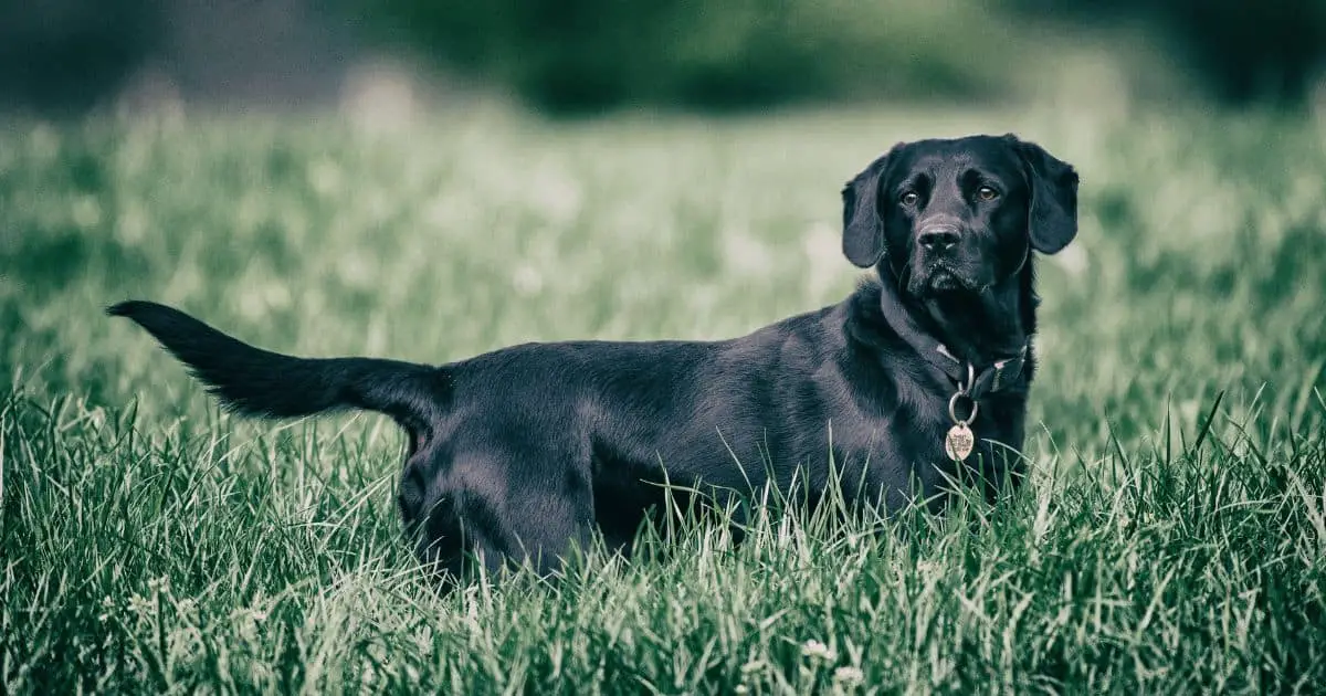 Labrador Retriever Dog Breed Information | Best Guide