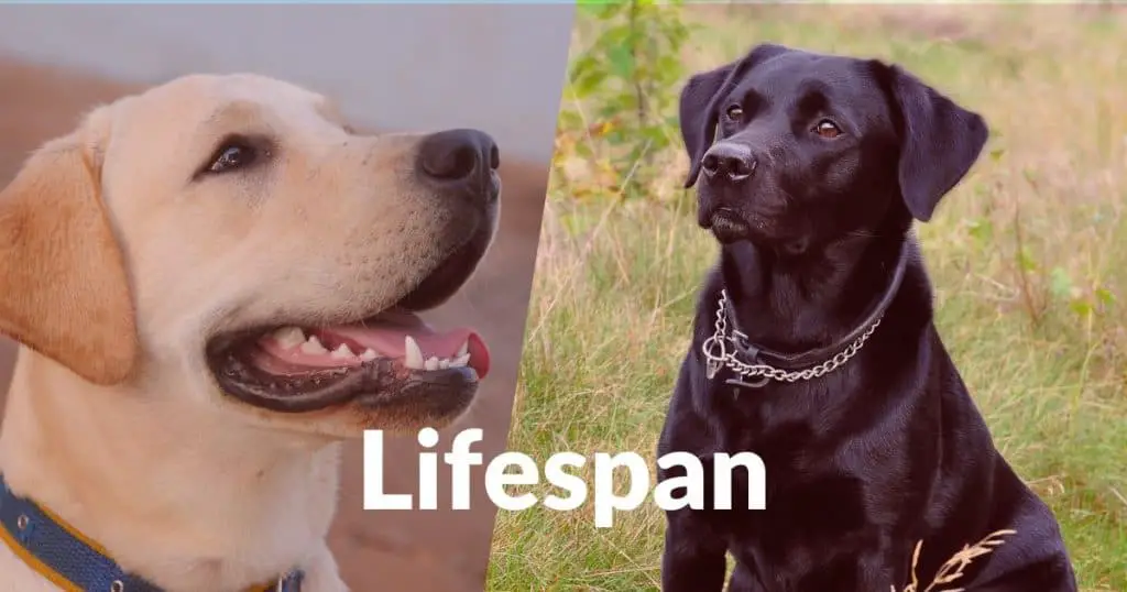 Labrador Retriever Male Vs Female: Lifespan