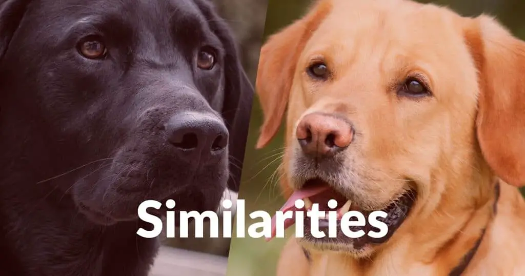 Labrador Retriever Male vs Female: Similarities