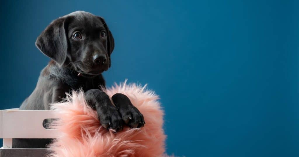 New Labrador Puppy That Arrived At Home