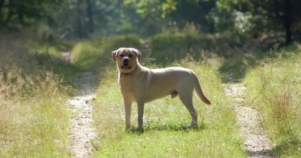 Now, let's look at Male Labrador Retrievers