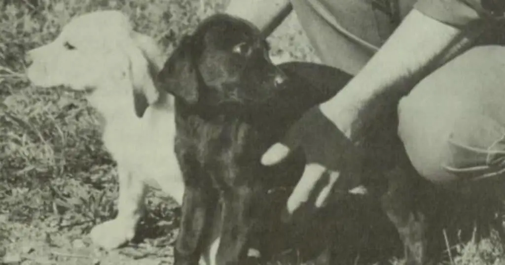 Origin and History of the Labrador Retriever
