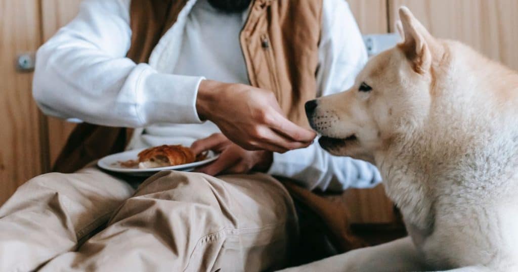 Reward Him With CBD Treat