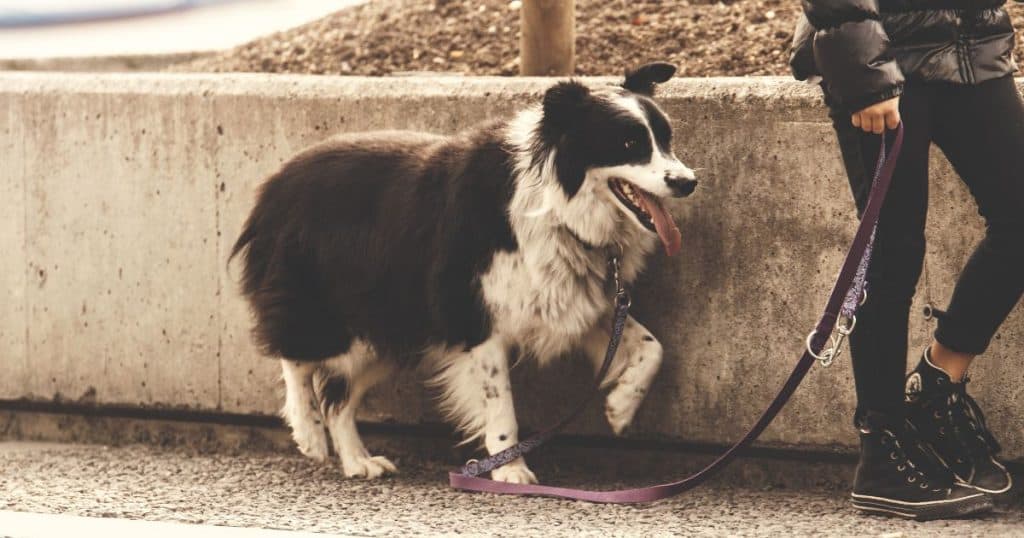 Things You Can Carry When Going On A Walk With Your Dog