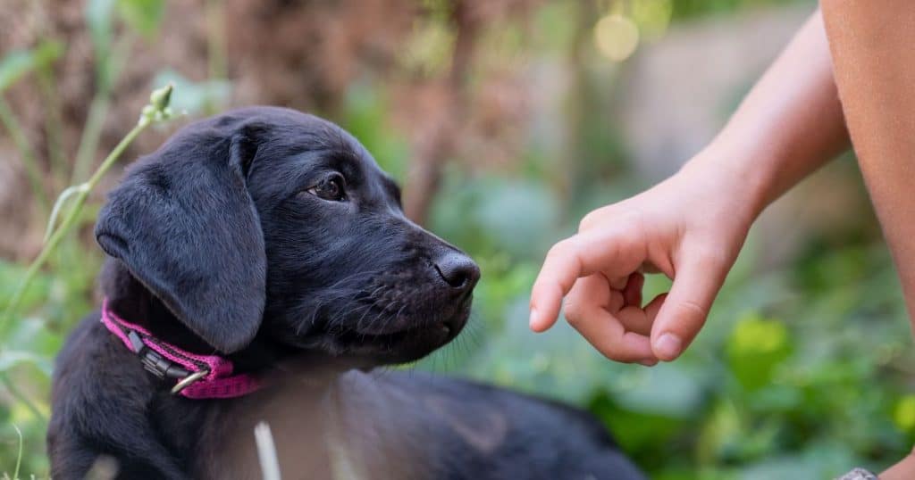 Training Your Fluffy Lab Puppy