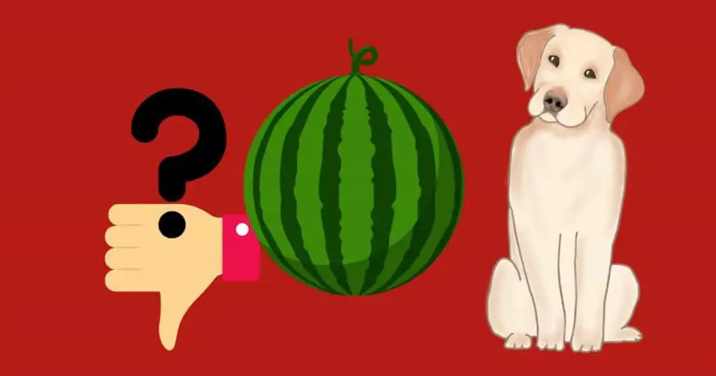 When Is Watermelon Bad For Labradors?