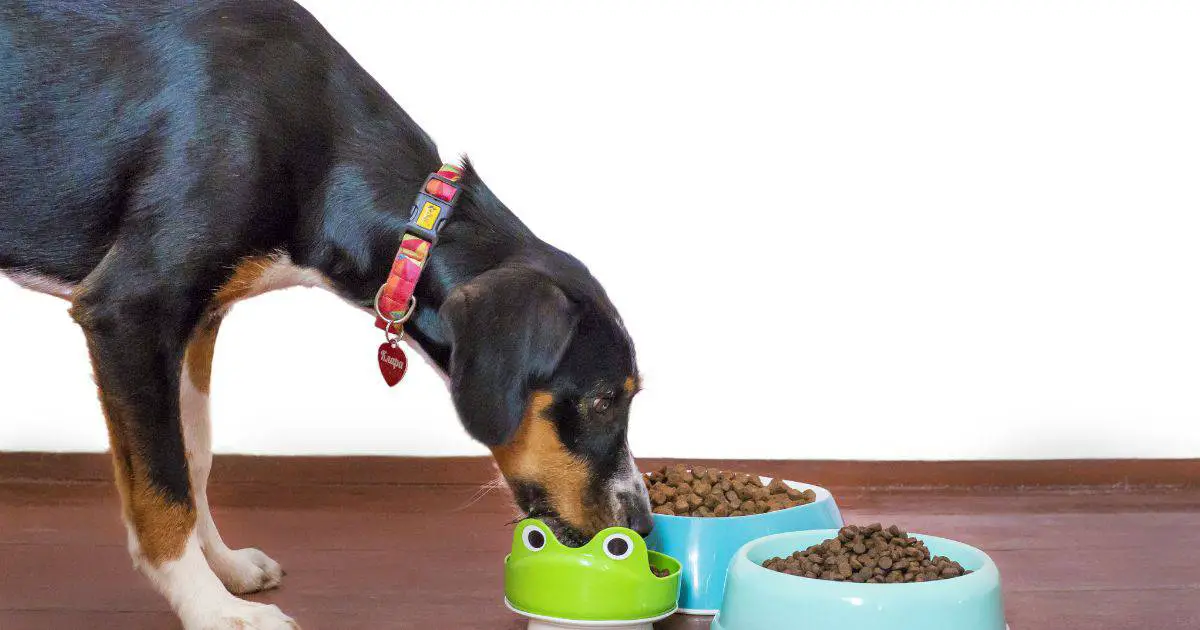 6 Best Dry Food For Dogs