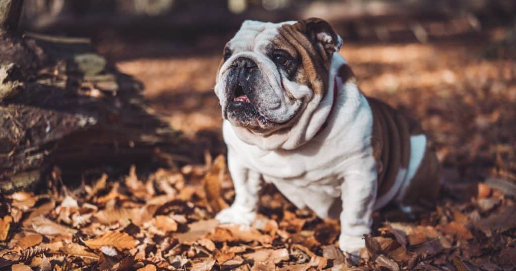 A Basic Feeding Chart For English Bulldog Puppies Is Given Below