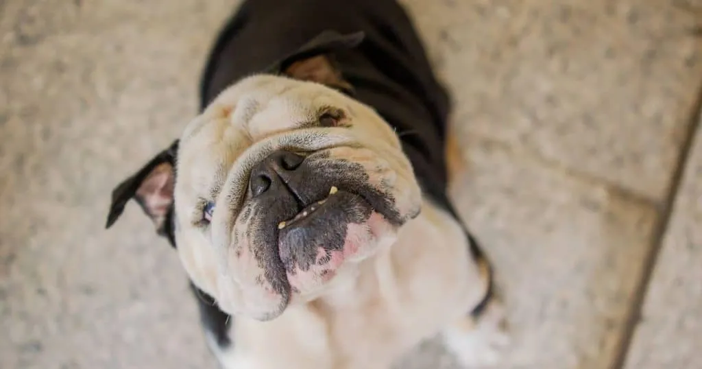 Do Bulldogs Make Good Pets? Best 5 Points to Decide! 1 Are Bulldogs Easy To Train?