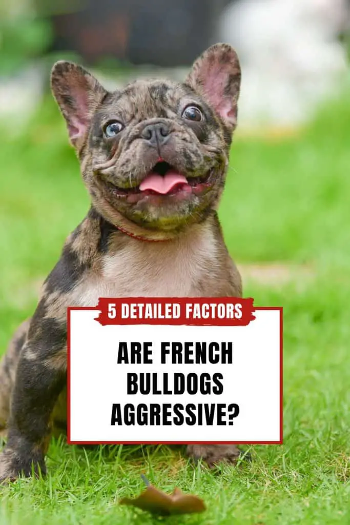 Are French Bulldogs Aggressive 5 Detailed Factors - PIN