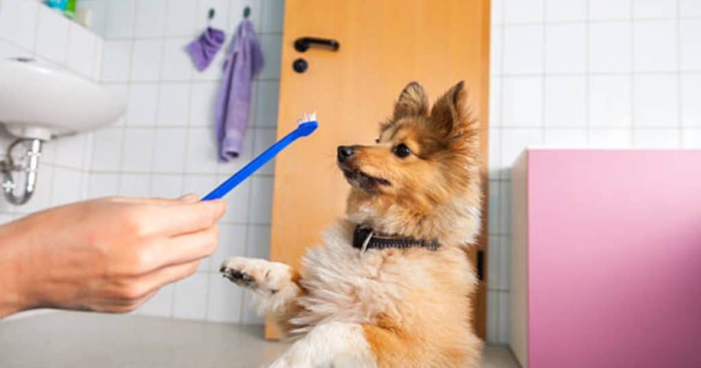 Benefits Of Using A Dog Toothpaste For Your Fluffy