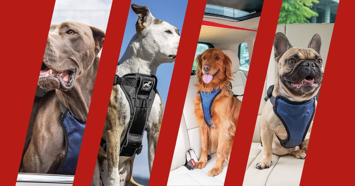 7 Best Car Zipline Harness For Dogs