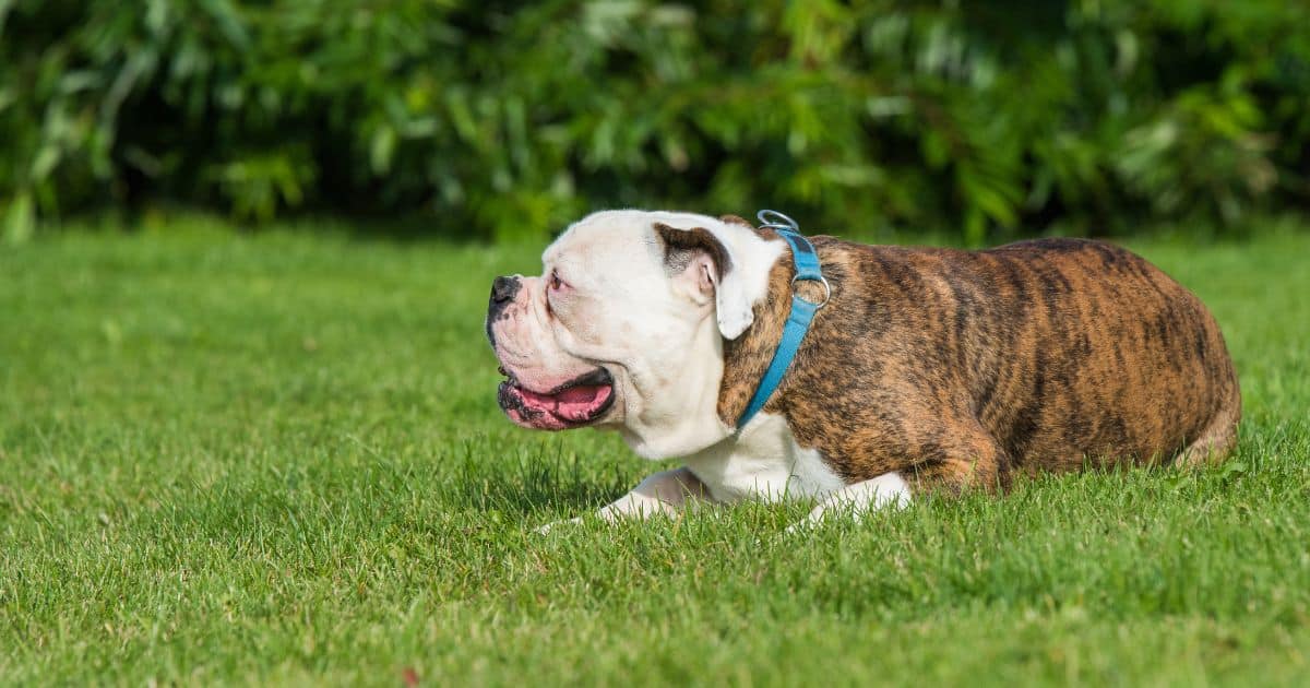 10 Best Collars For Bulldogs