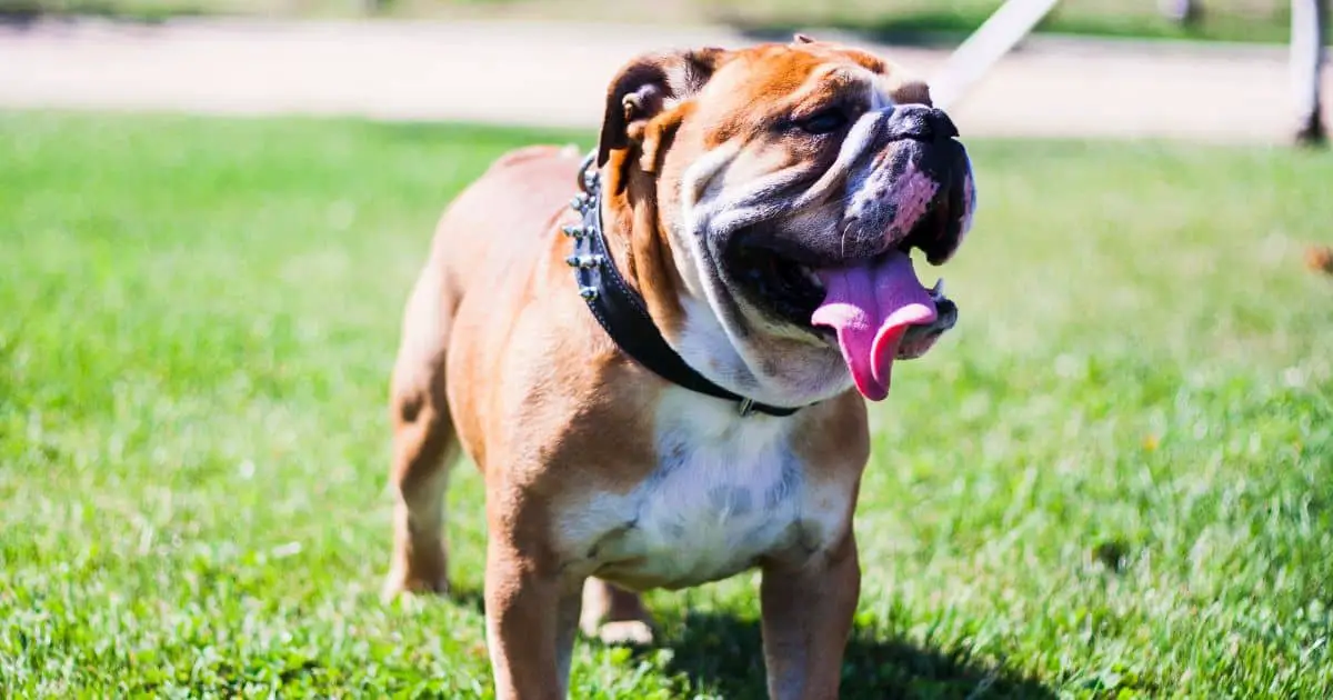 Training English Bulldogs: Best 6 Tips for Success