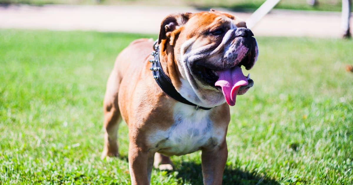 Training English Bulldogs: Best 6 Tips for Success