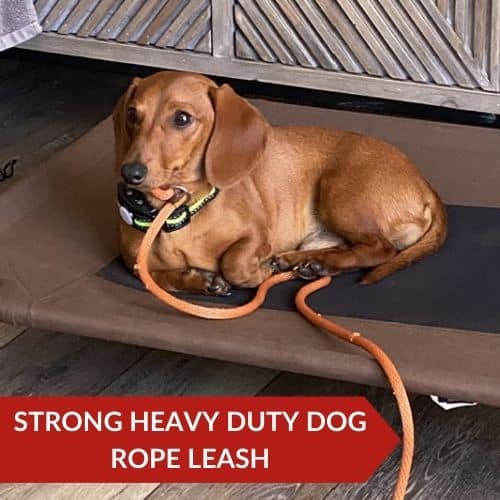 Best Value (lynxking Slip Lead Dog Leash) - Best Leash For Training A Dog