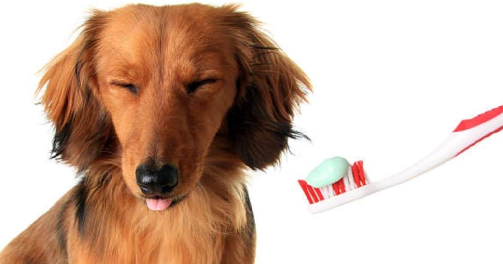 Detail Review Of The Best Toothpaste For Your Dog