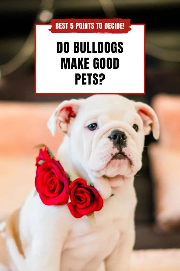 Do Bulldogs Make Good Pets? Best 5 Points to Decide! 2 Do Bulldogs Make Good Pets? - PIN