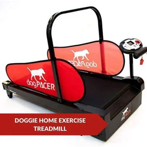 Editor's Choice (MiniPACER Treadmill) - Exercise Equipment For Your Bulldog