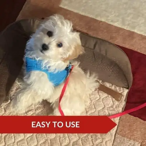 Editor's Choice (PetSafe Nylon Dog Leash) - Best Leash For Training A Dog