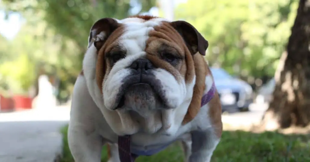 Factors To Consider When Buying Dog Collars For Bulldogs ITIMG