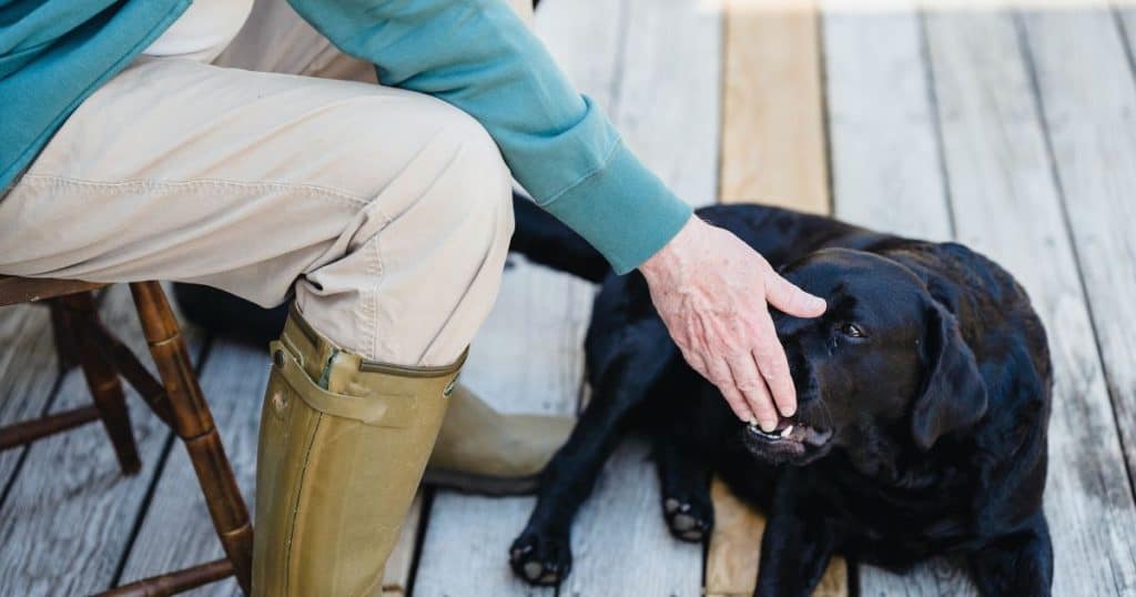 Homemade Dog Tasty Treats to Please Your Dog This Christmas