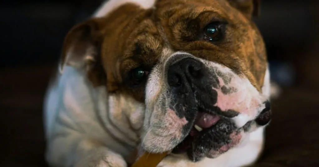How Do I Get My Bulldog to Stop Barking: Reward Treatment