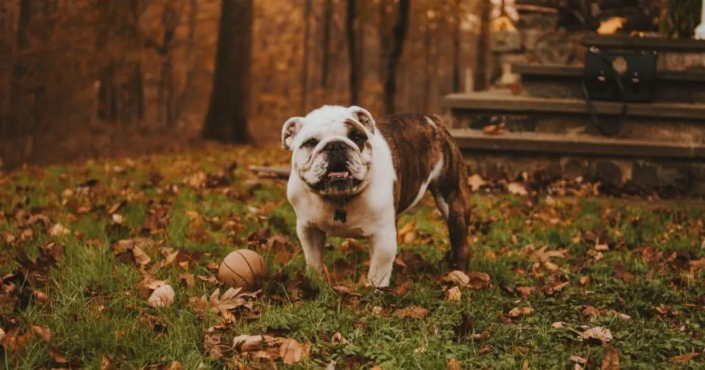 How Do I Get My Bulldog to Stop Barking: Tips That Can Help You