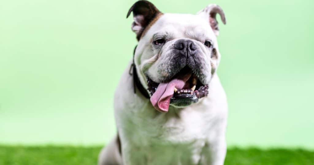 How Does Regular Exercise Benefit Your Bulldog?