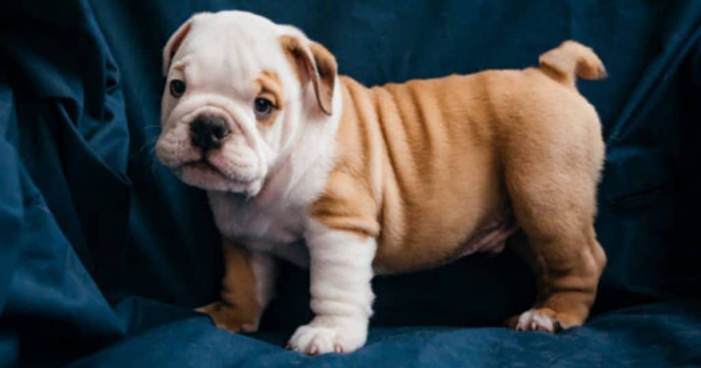 how much should you feed an english bulldog puppy