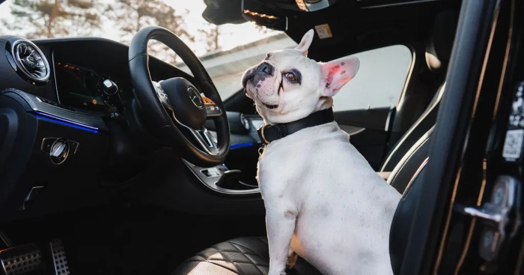 Top 6 Best Car Seats For French Bulldogs 5 How To Pick The Right Car Seats For French Bulldogs?