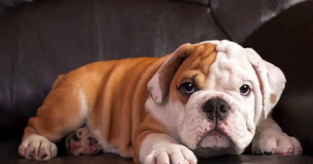 How to Choose The Right Food For Your Bulldog Puppy?