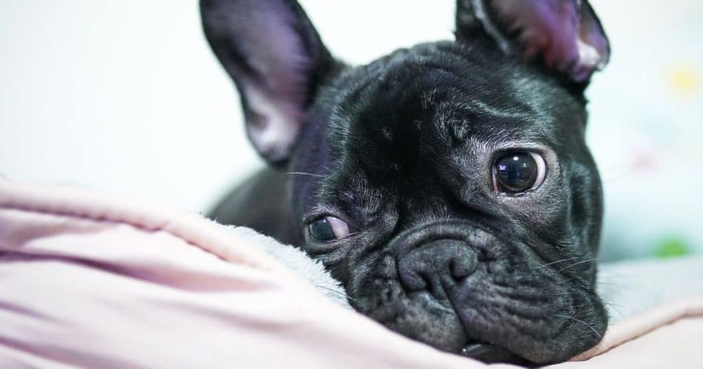 Initial Steps - Get Rid Of French Bulldog Bad Breath