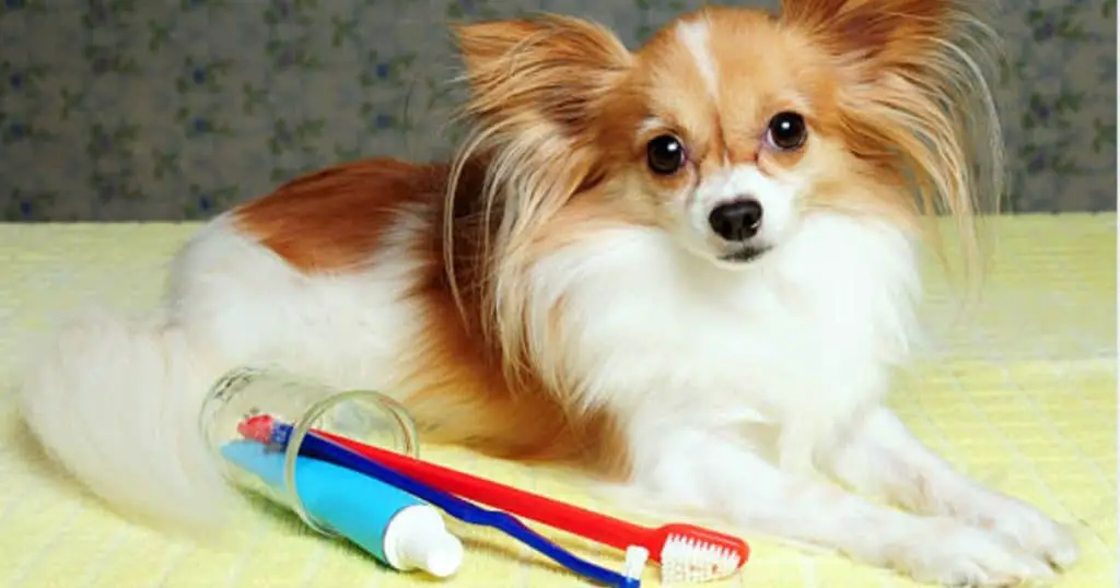 Is Dog Toothpaste Different From A Regular Toothpaste? INTIMG