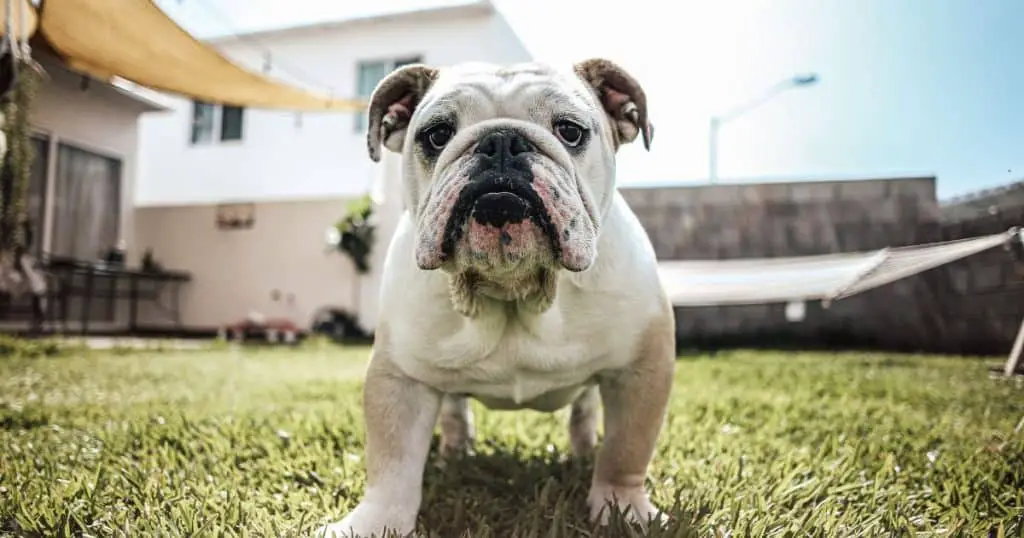 Is Getting Workout Equipment for My Bulldog Worth It?