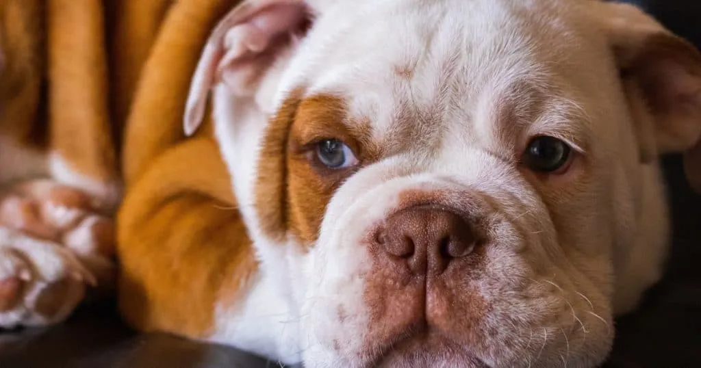 8 Best Pieces Of Exercise Equipment For Your Bulldog 7 Is Your Chosen Exercise Equipment Durable Enough?
