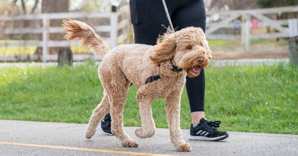 Keep Your Dog Occupied While You Study - Have Long, Active Walks