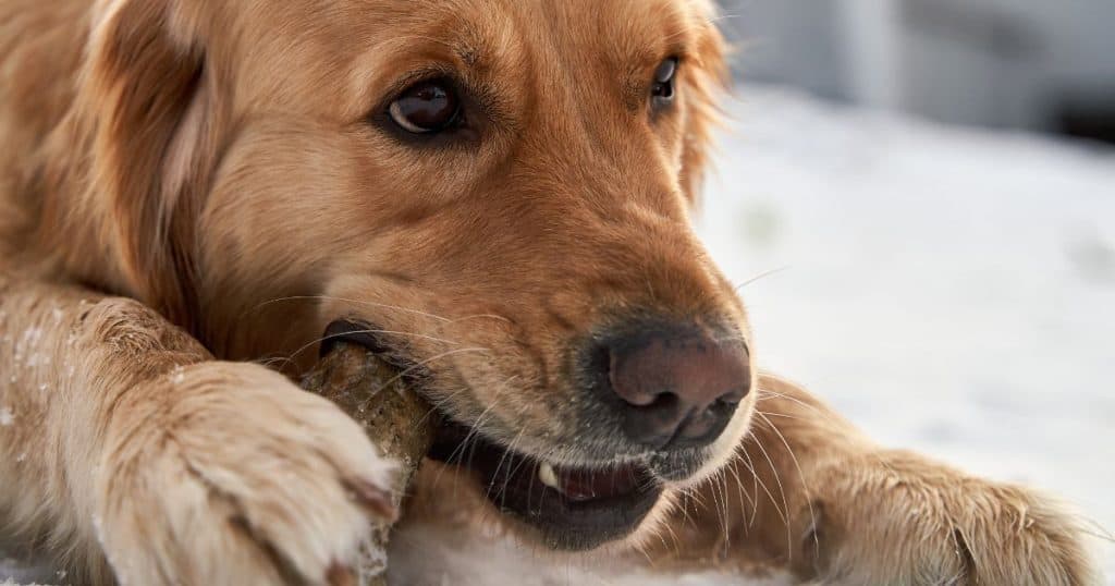 Keep Your Dog Occupied While You Study - Long-lasting Chewing Toys