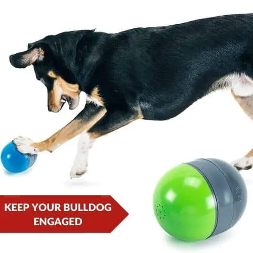 8 Best Pieces Of Exercise Equipment For Your Bulldog 1 Top Pick (PetSafe Ricochet) - Exercise Equipment For Your Bulldog