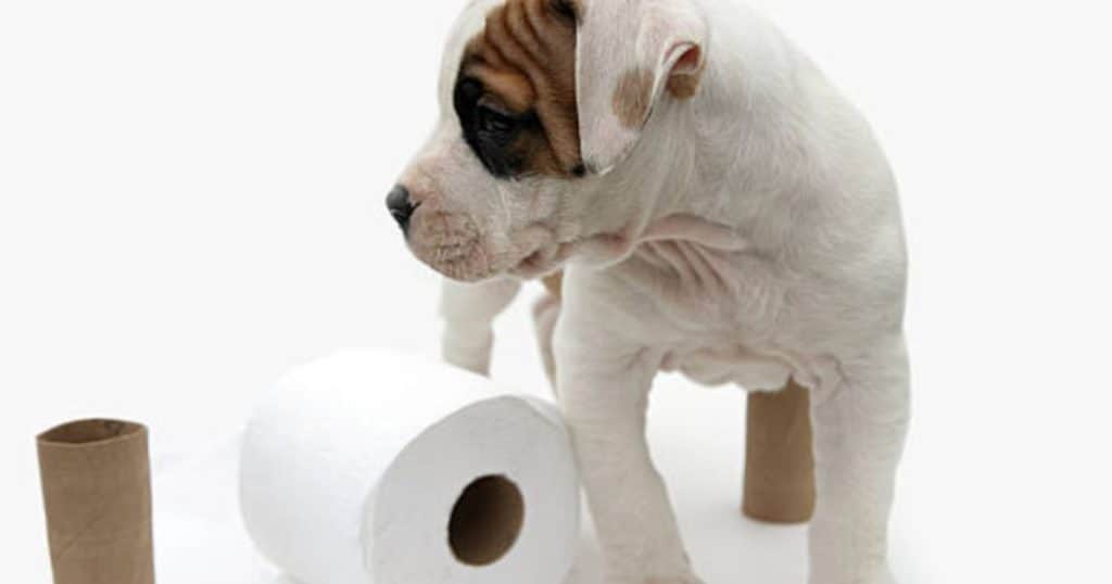 Potty Training - Female American Bulldog Names