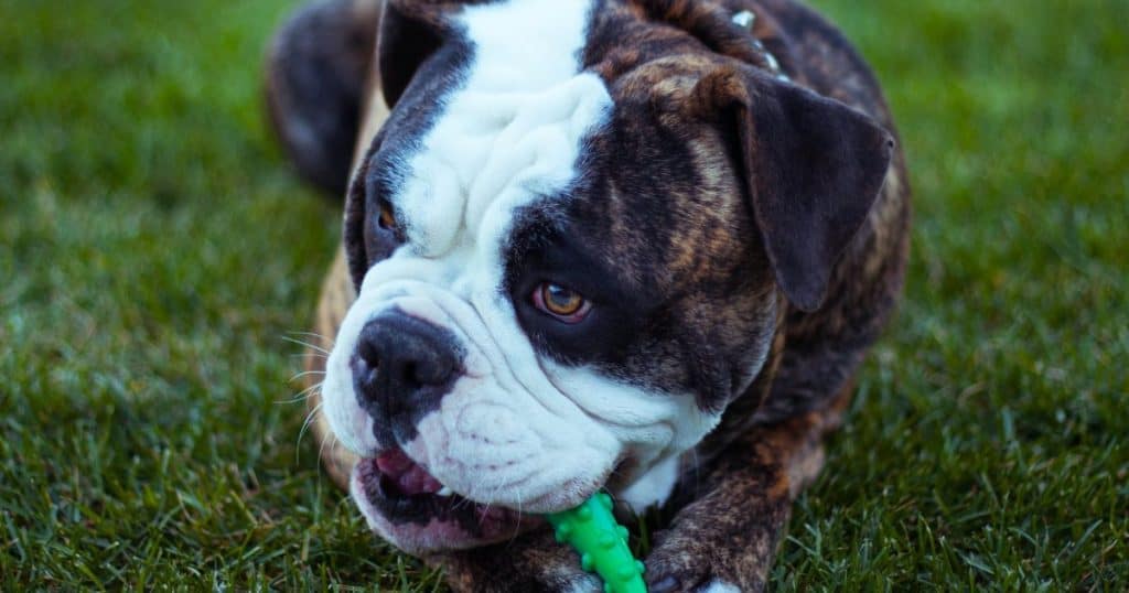 Signs That Now You Are Ready to Get Pieces of Exercise Equipment for Your Bulldog