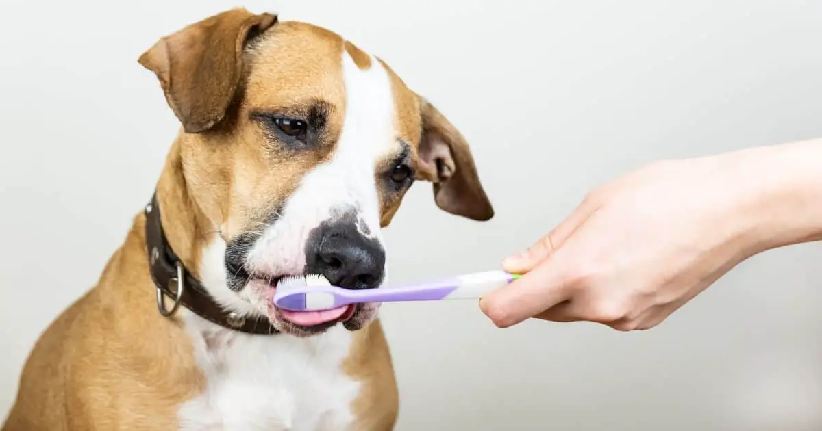 The 5 Best Dog Toothpaste