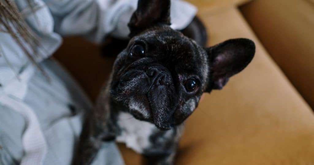 What Give To A French Bulldog With A Bad Breath At Home?