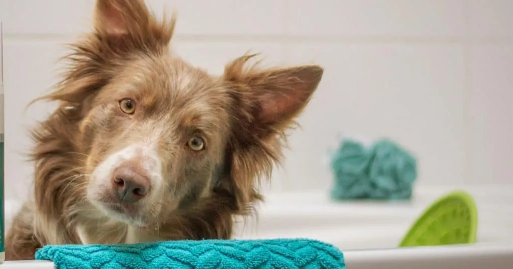 Best 10 Dog Shampoo For Sensitive Skin 17 Before You Go INTIMG