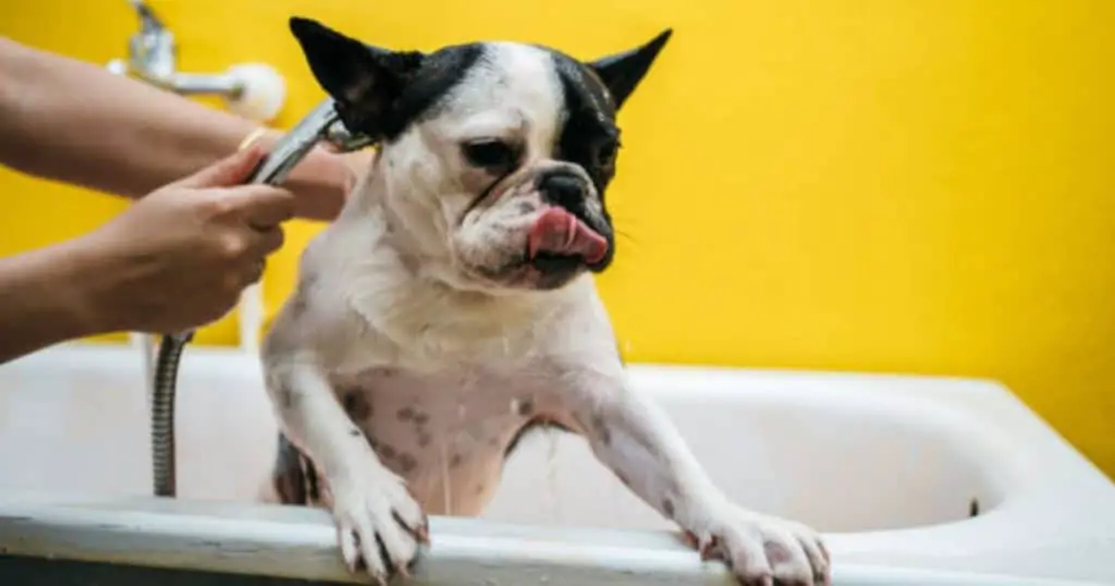 Best Dog Shampoo For Sensitive Skin INTIMG
