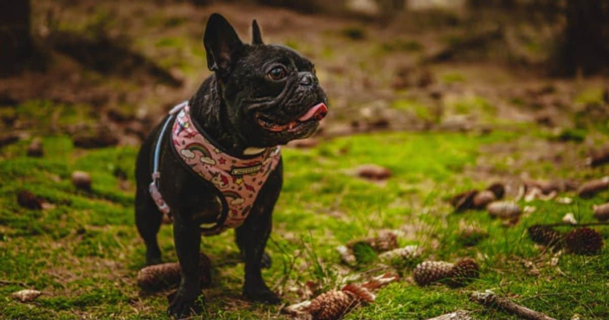 7 Best Escape Prevention Harness For Your Dog 3 7 Best Escape Prevention Harness For Your Dog