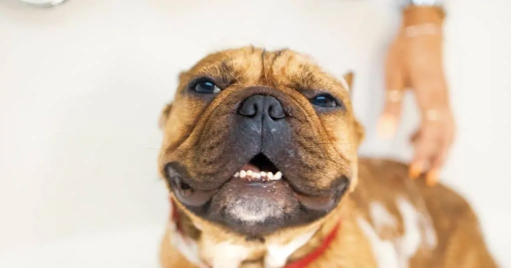 Best 10 Dog Shampoo For Sensitive Skin 16 How To Bath Your Bulldog? INTIMG